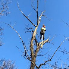 Tree Pruning