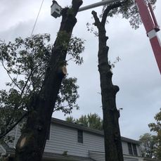 Tree Trimming